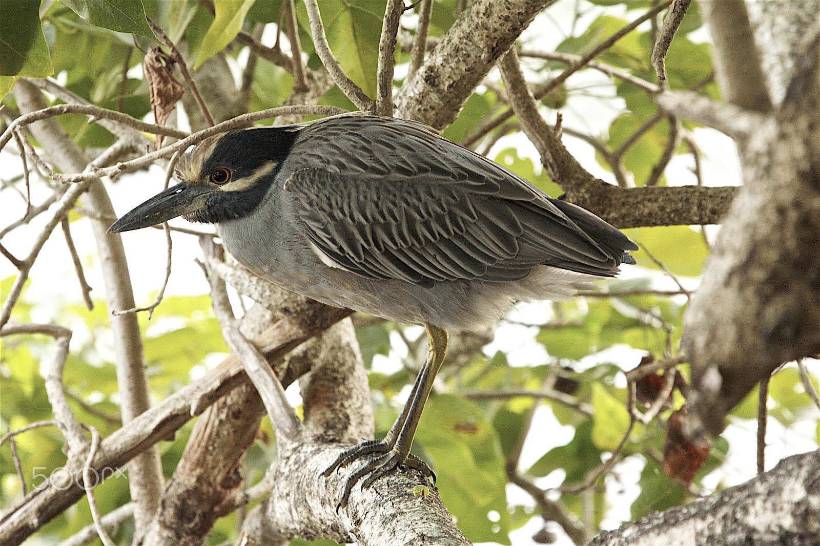 Canon EOS 60D + Canon EF 100-400mm F4.5-5.6L IS USM sample photo. Heron resting in the trees photography