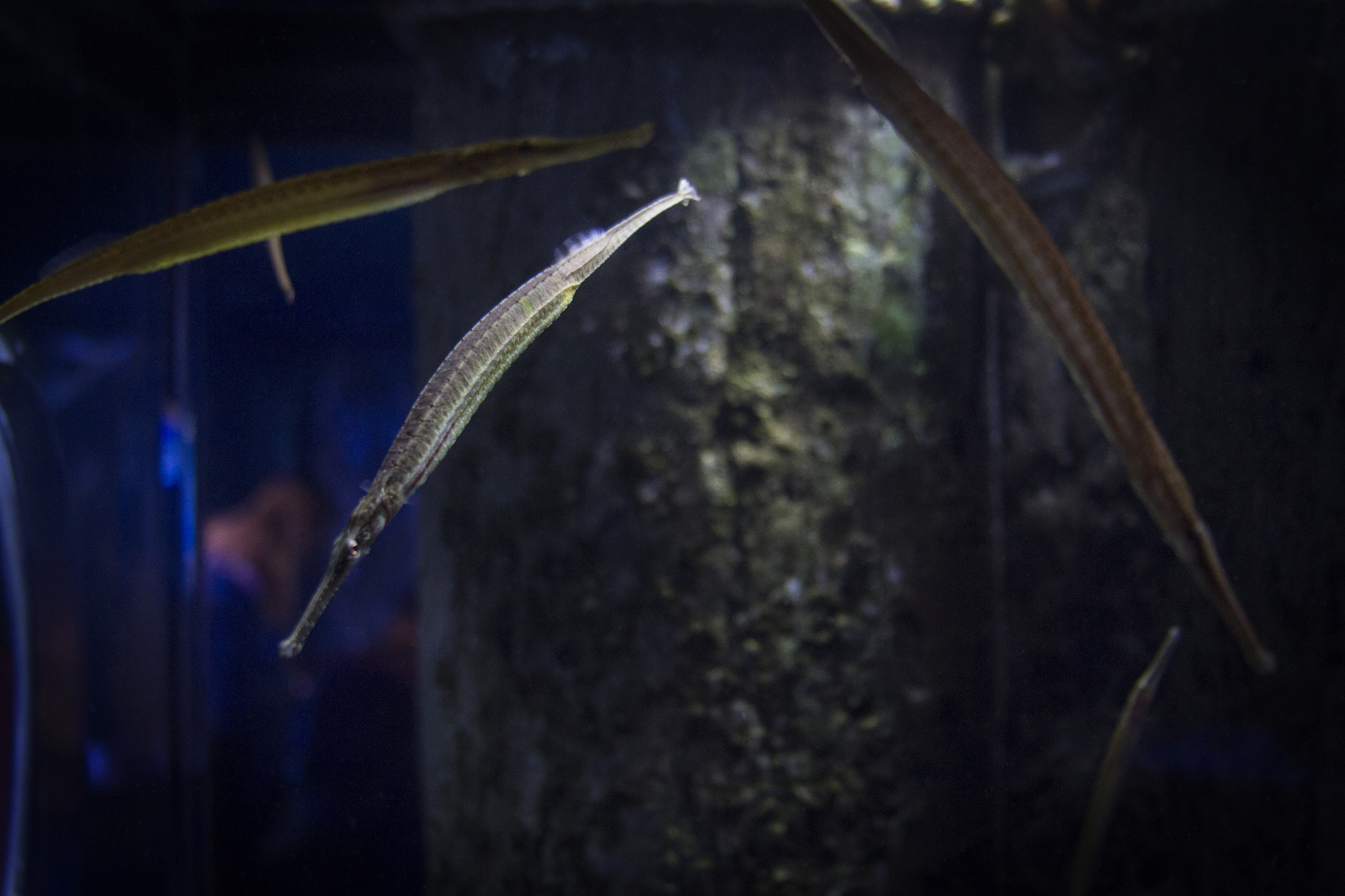 Canon EOS 60D + Canon EF 28-135mm F3.5-5.6 IS USM sample photo. Newport aquarium 8 photography