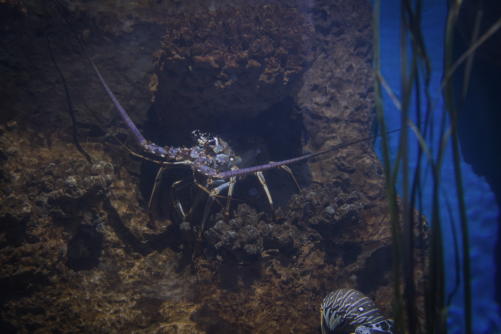 Canon EF 28-135mm F3.5-5.6 IS USM sample photo. Newport aquarium 7 photography