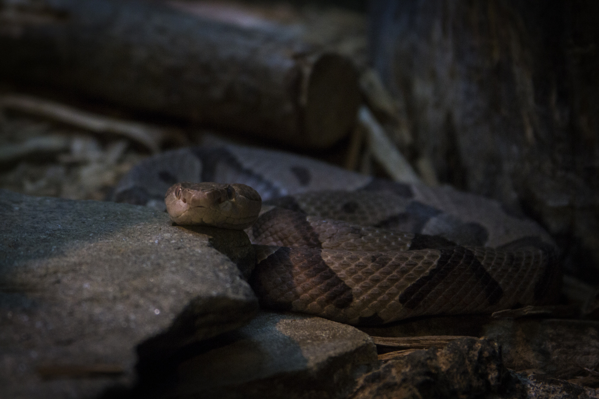 Canon EOS 60D + Canon EF 28-135mm F3.5-5.6 IS USM sample photo. Newport aquarium 5 photography