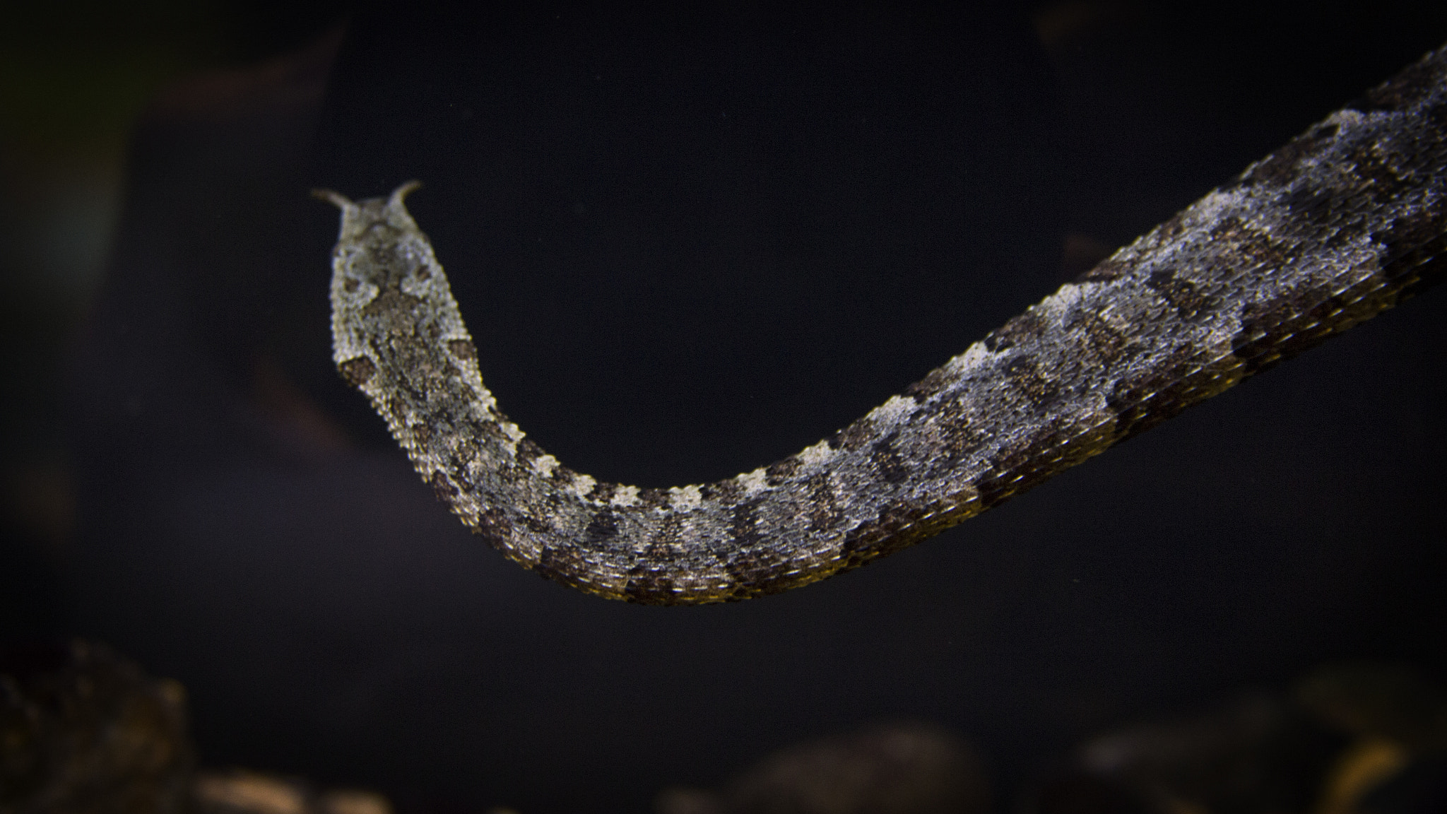 Canon EOS 60D + Canon EF 28-135mm F3.5-5.6 IS USM sample photo. Newport aquarium 4 photography