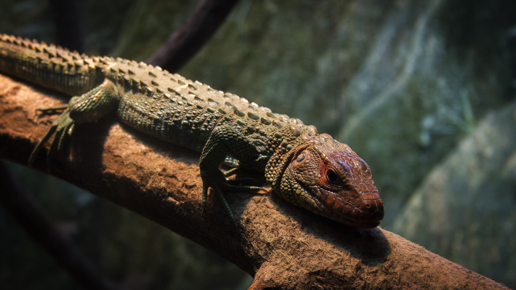 Canon EF 28-135mm F3.5-5.6 IS USM sample photo. Newport aquarium 2 photography