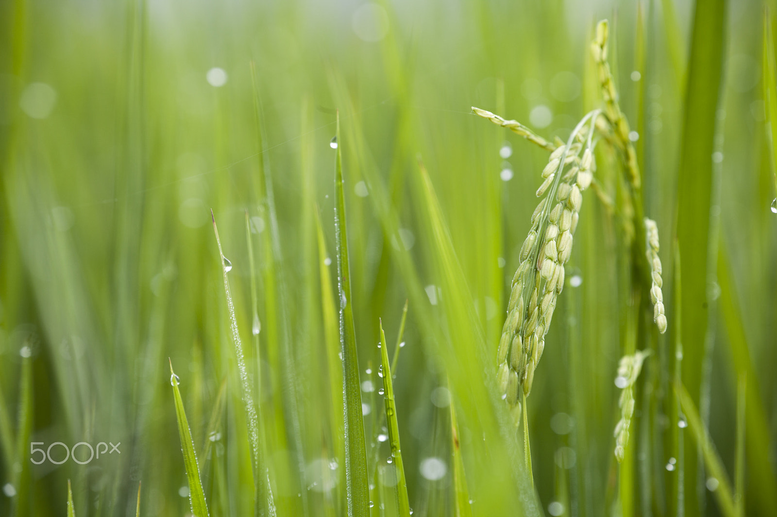 Canon EOS 5D Mark II sample photo. Dewdrop on paddy field in the morning photography