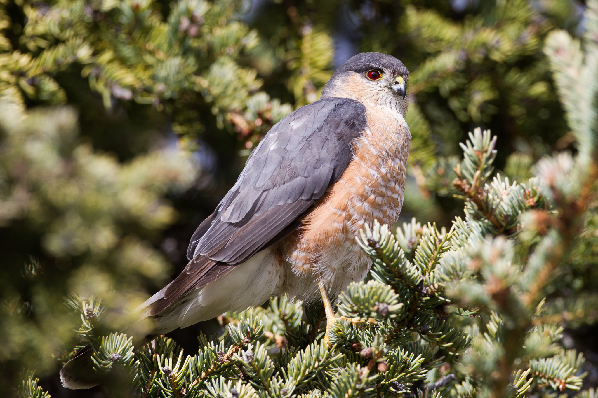 Canon EF 500mm F4L IS USM sample photo. Male sharp-shinned hawk photography
