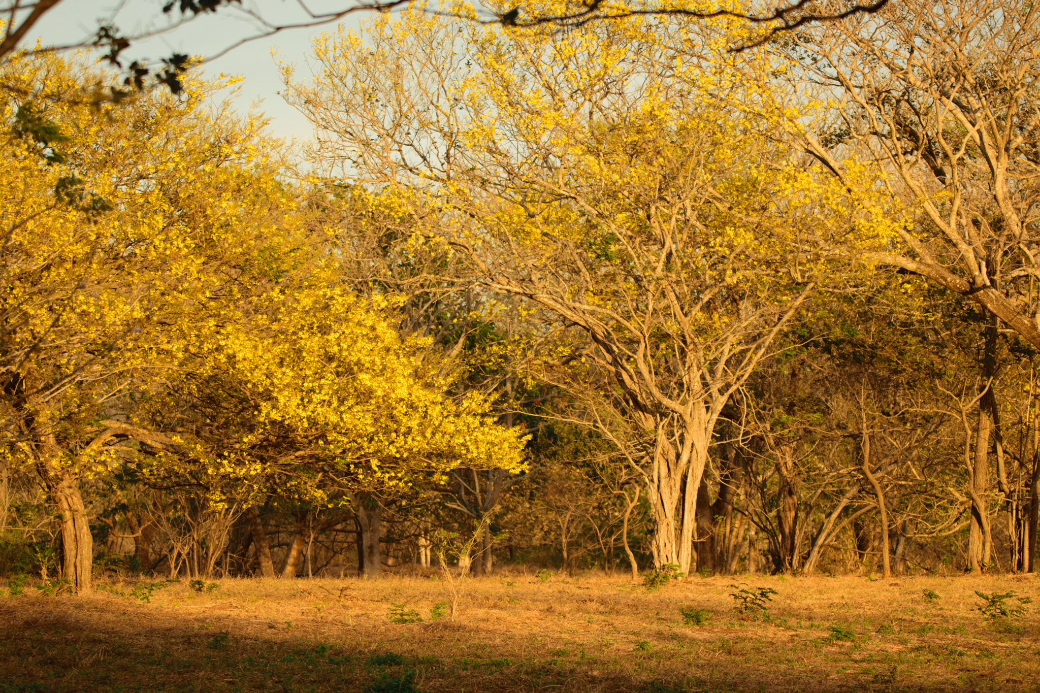 Nikon D3300 + Sigma 150-600mm F5-6.3 DG OS HSM | C sample photo. Yellow tree photography