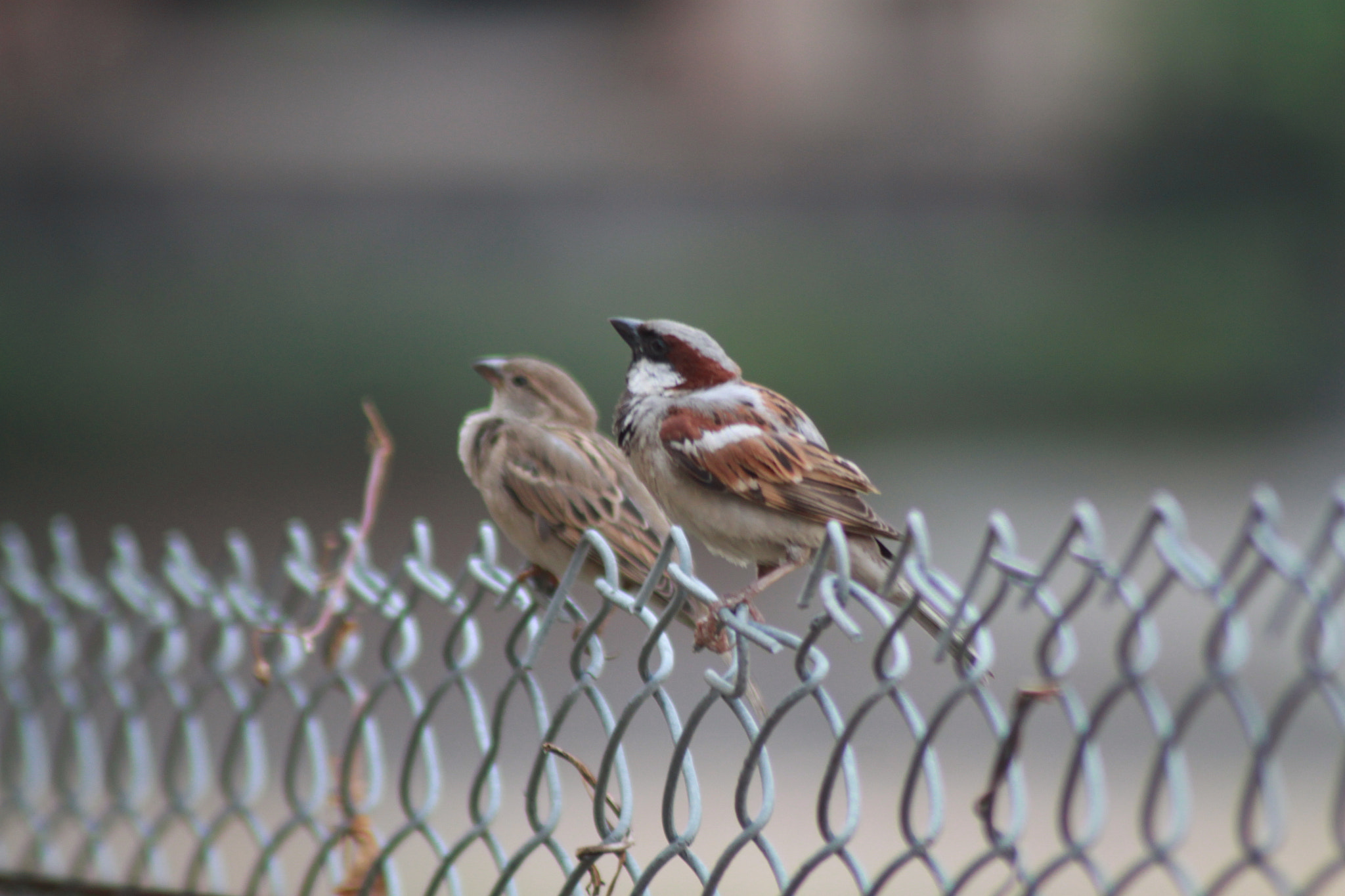 Canon EOS 500D (EOS Rebel T1i / EOS Kiss X3) + Tamron AF 70-300mm F4-5.6 Di LD Macro sample photo. World sparrow day photography