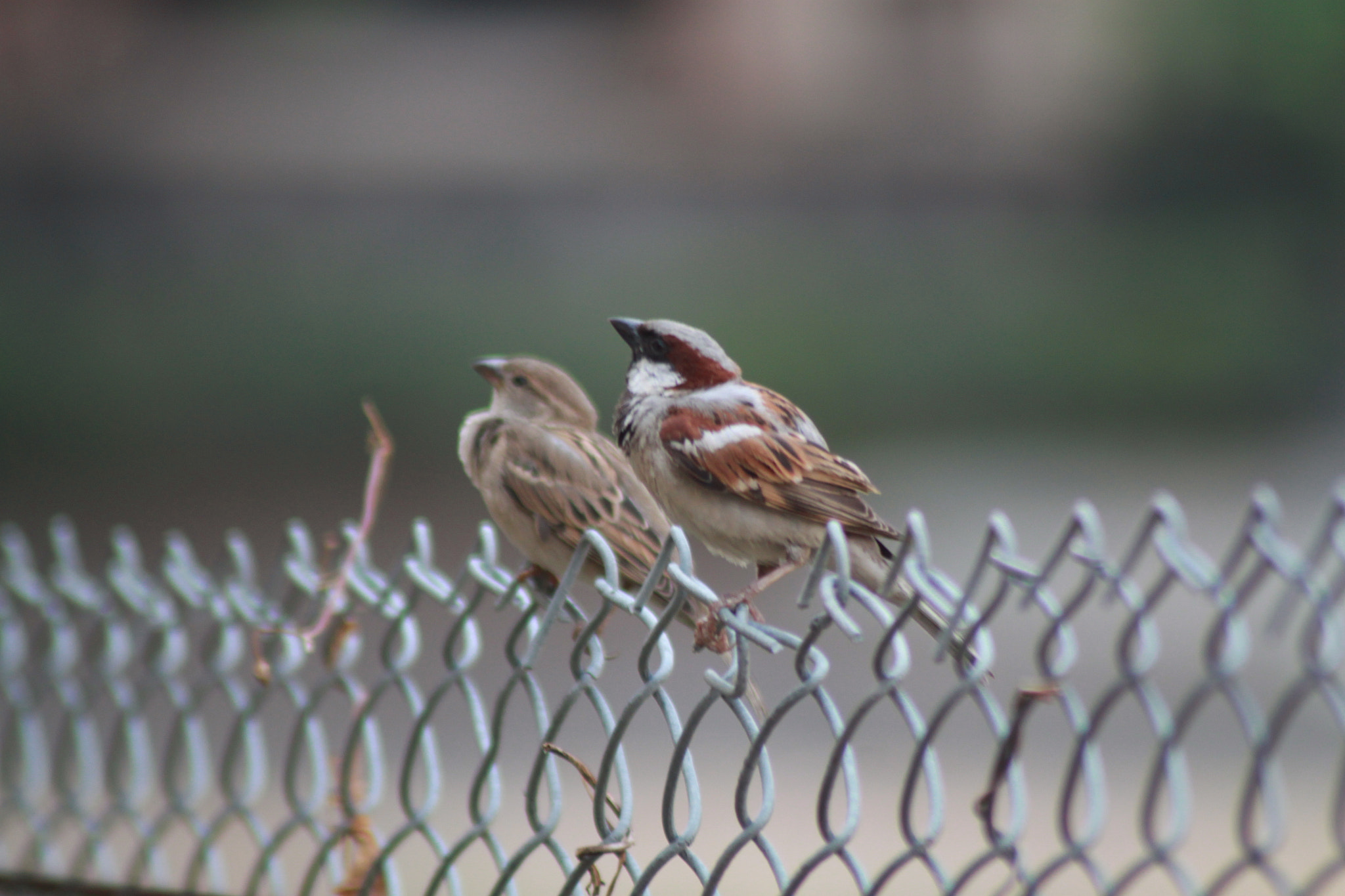 Canon EOS 500D (EOS Rebel T1i / EOS Kiss X3) sample photo. World sparrow day photography