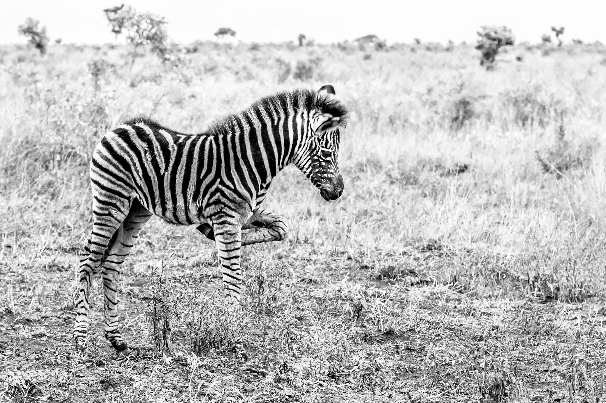 Tamron SP AF 70-200mm F2.8 Di LD (IF) MACRO sample photo. Young zebra photography