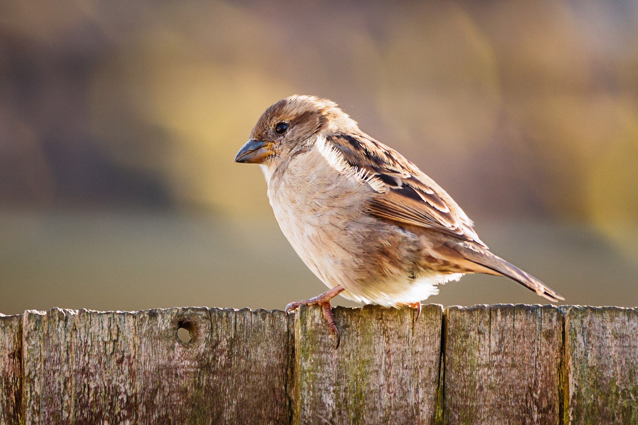 Canon EOS 5D Mark II sample photo. Sparrow on fence photography