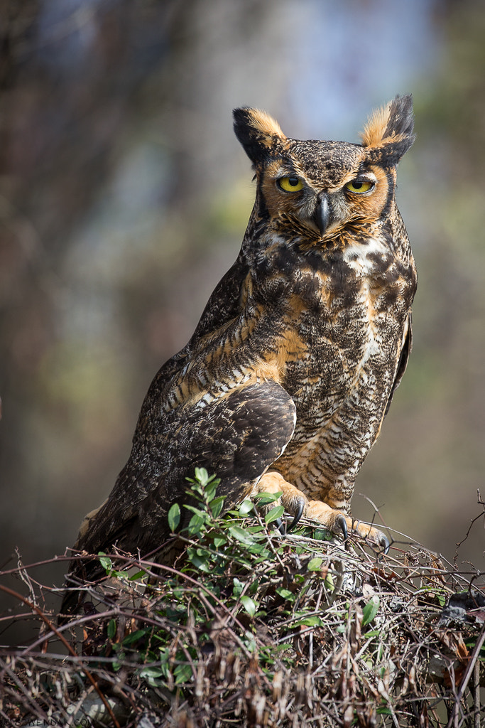 Canon EOS-1D X sample photo. Great horned owl #2 photography