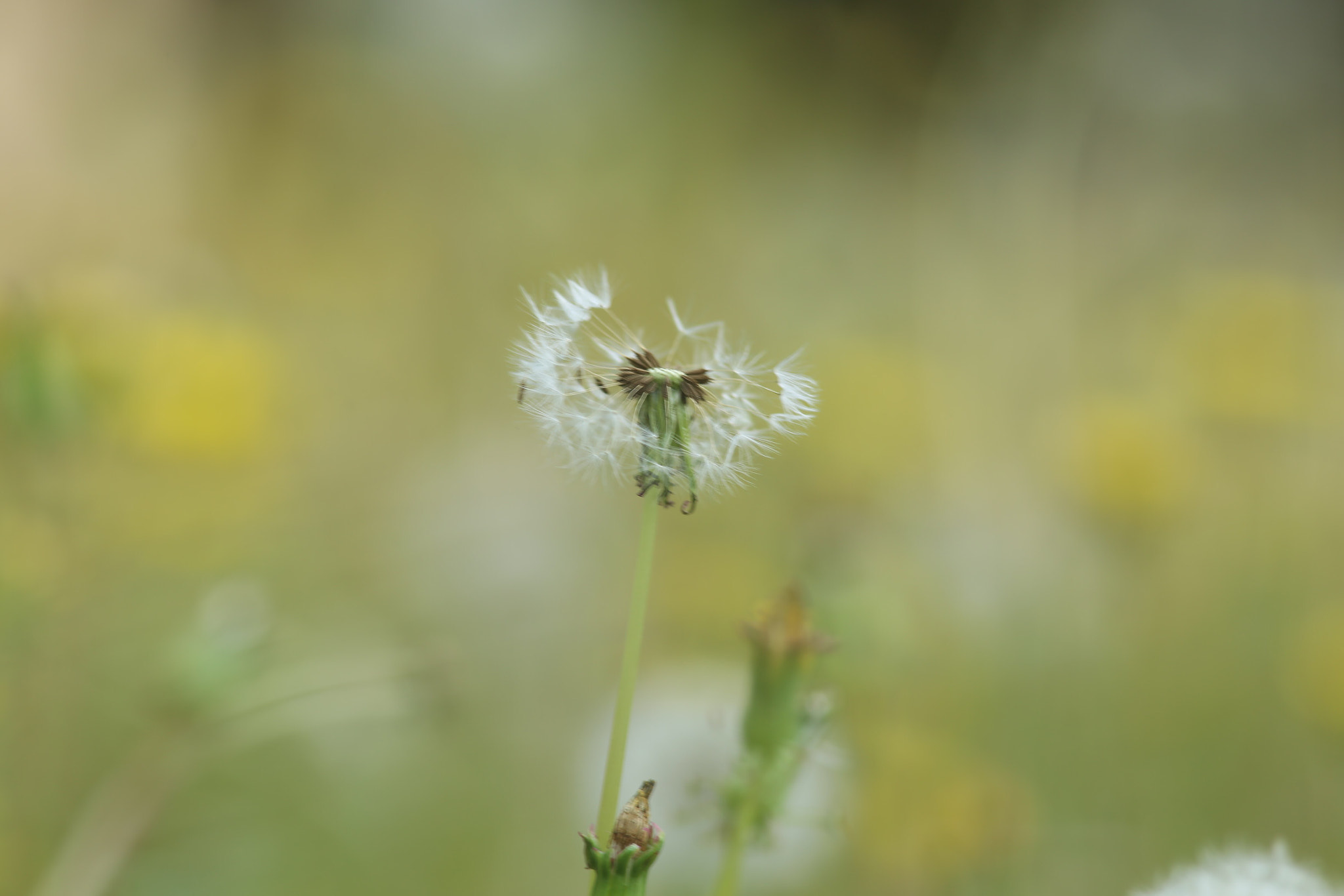 Canon EOS 6D + Canon EF 300mm F4L IS USM sample photo