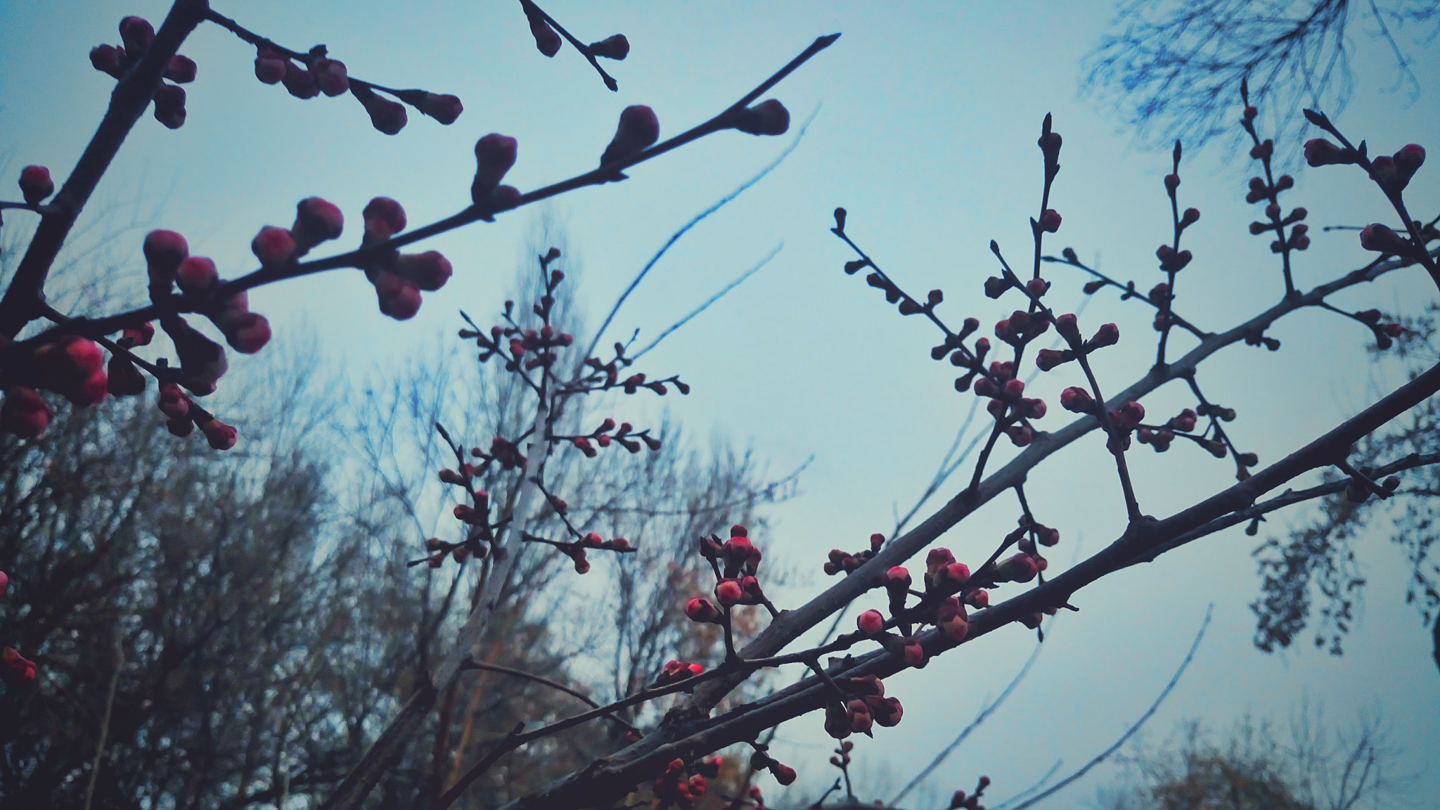 Sony Xperia M5 Dual sample photo. Springtime in tashkent photography