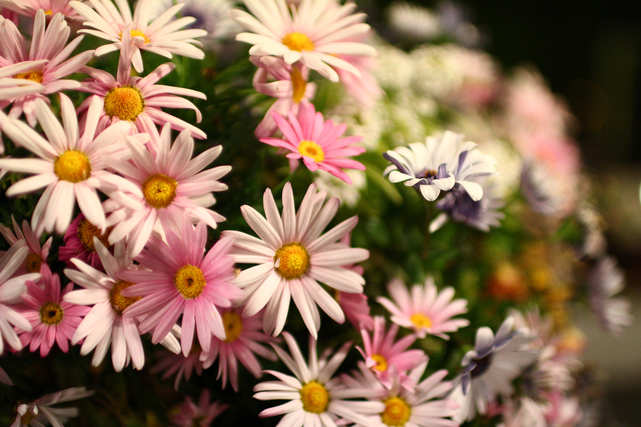 Sigma 30mm F1.4 EX DC HSM sample photo. 花壇の花 photography