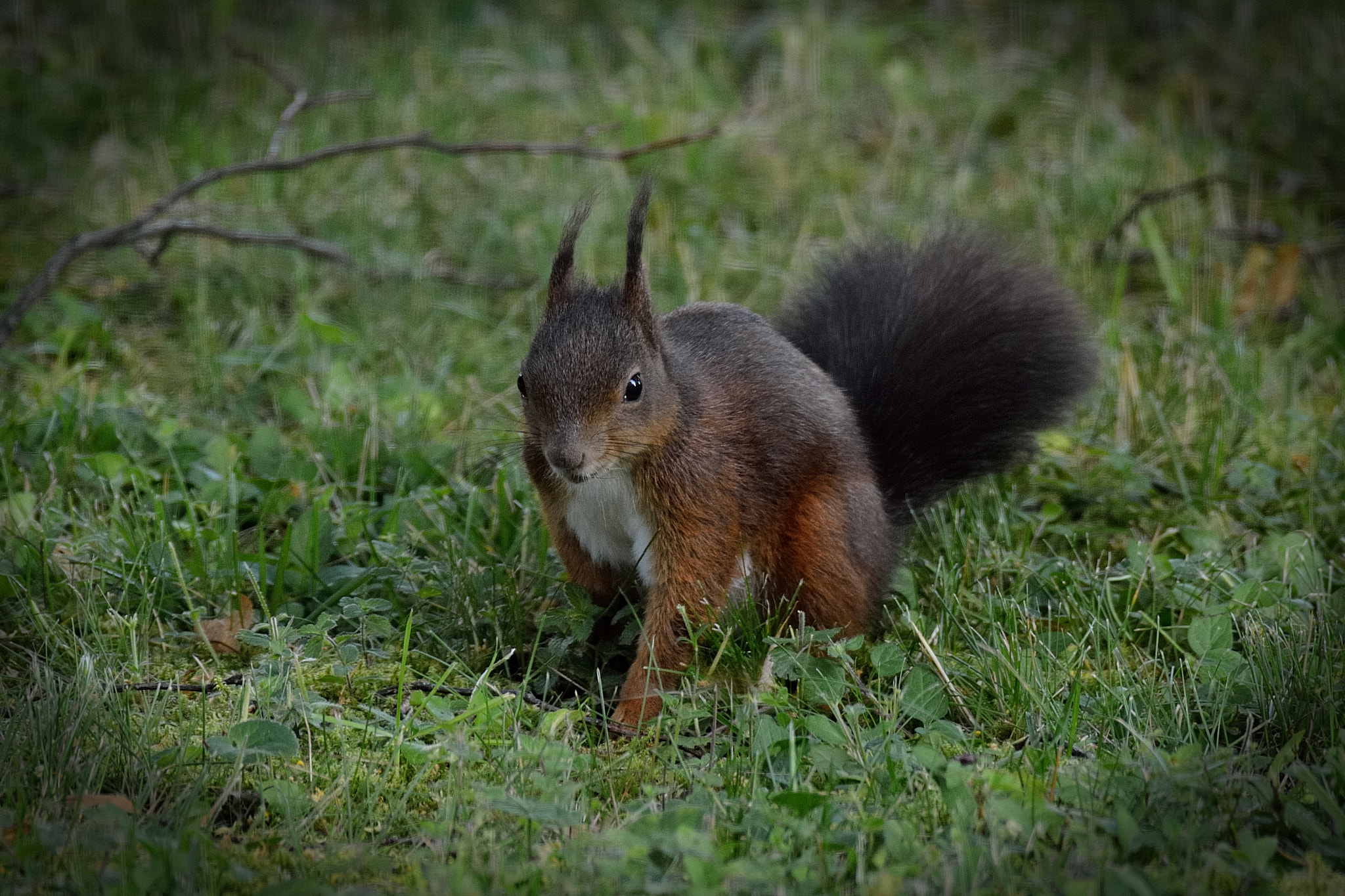 Nikon D7000 + Sigma 150-600mm F5-6.3 DG OS HSM | C sample photo. Squirrel photography