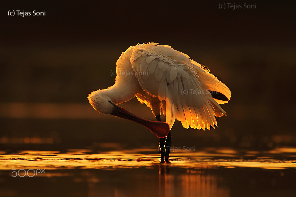 Canon EF 100-400mm F4.5-5.6L IS USM sample photo. Eurasian spoonbill photography