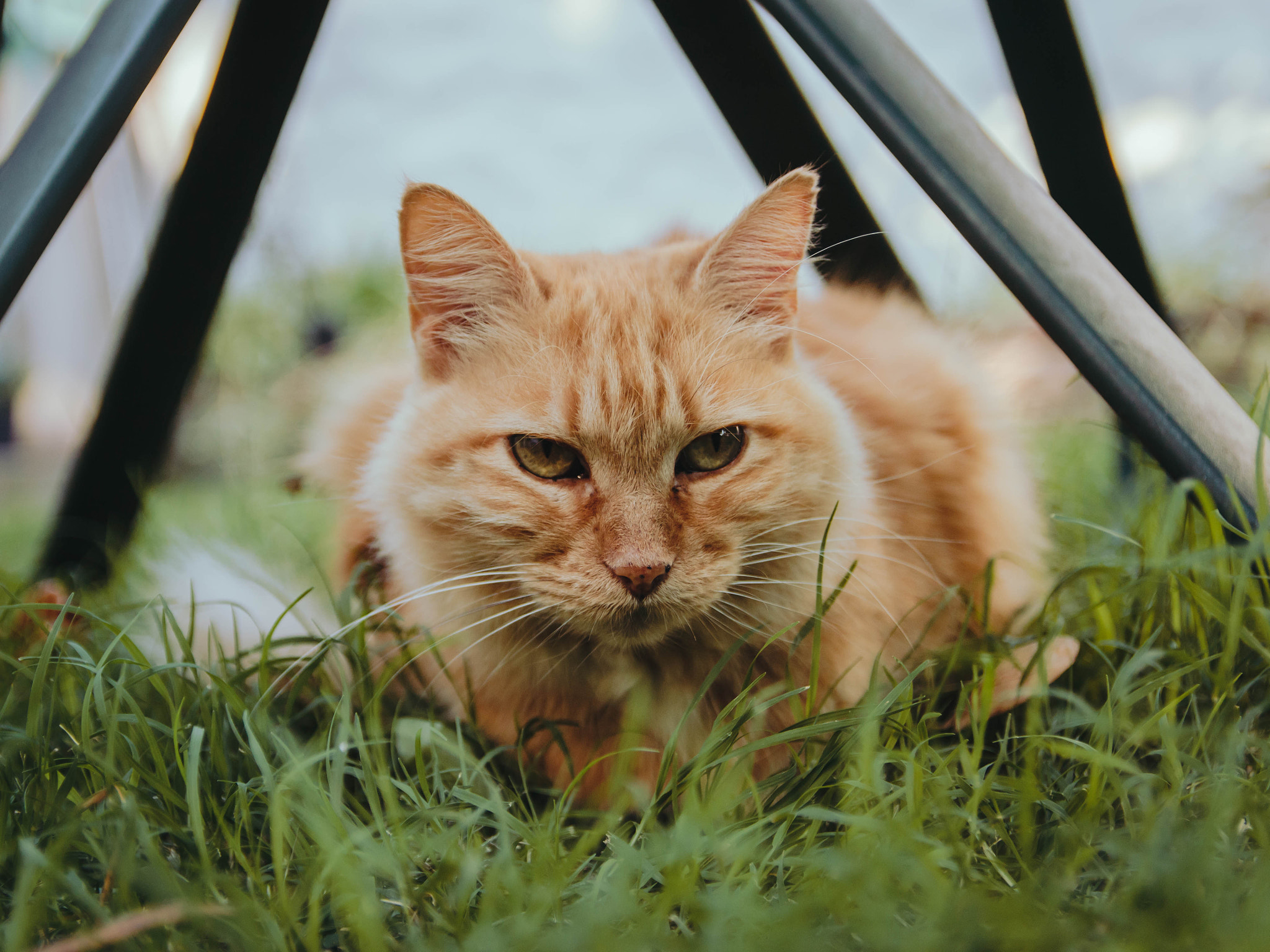 Canon EF-S 17-55mm F2.8 IS USM sample photo. Predator photography