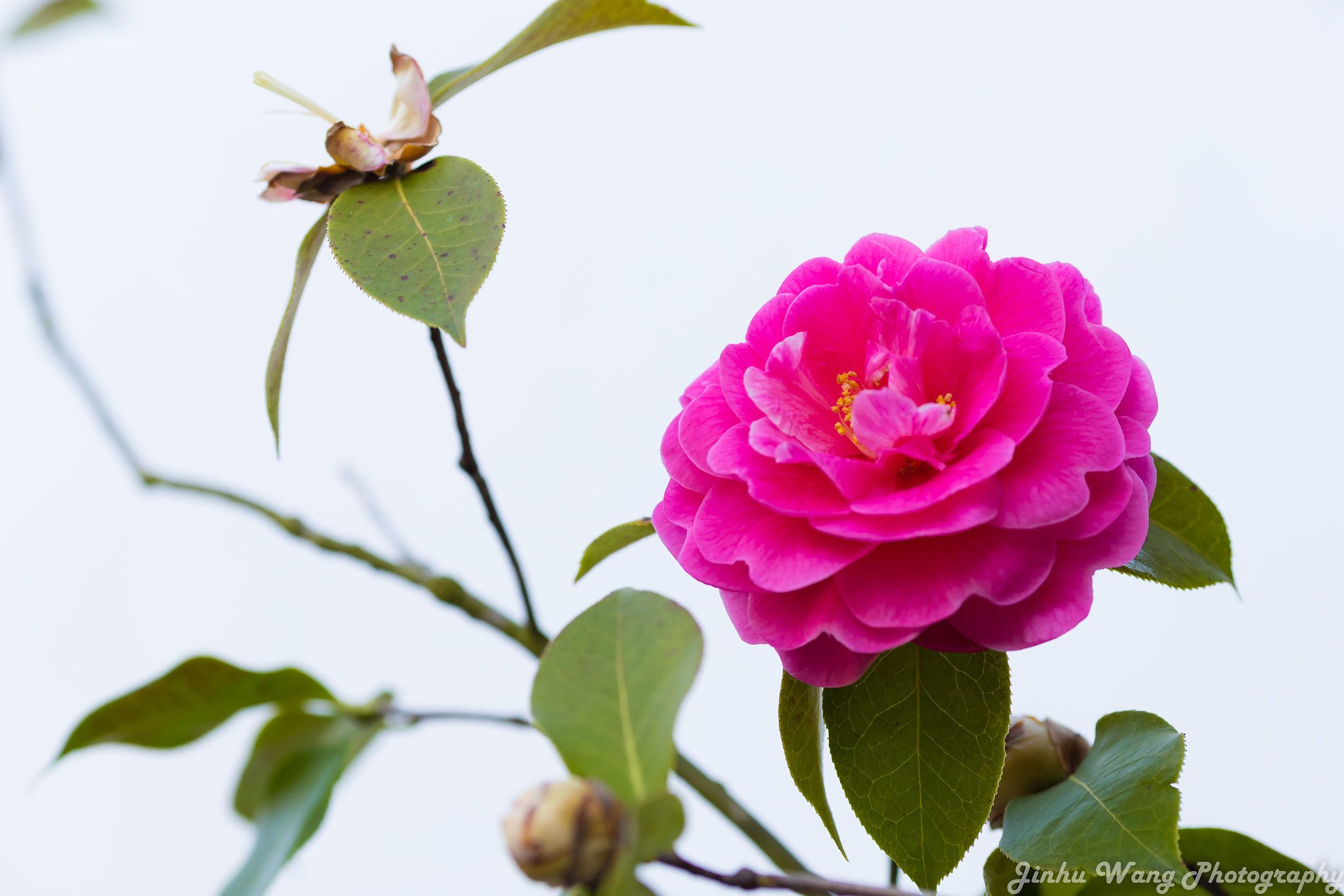 Canon EF 135mm F2L USM sample photo. Pink rose photography