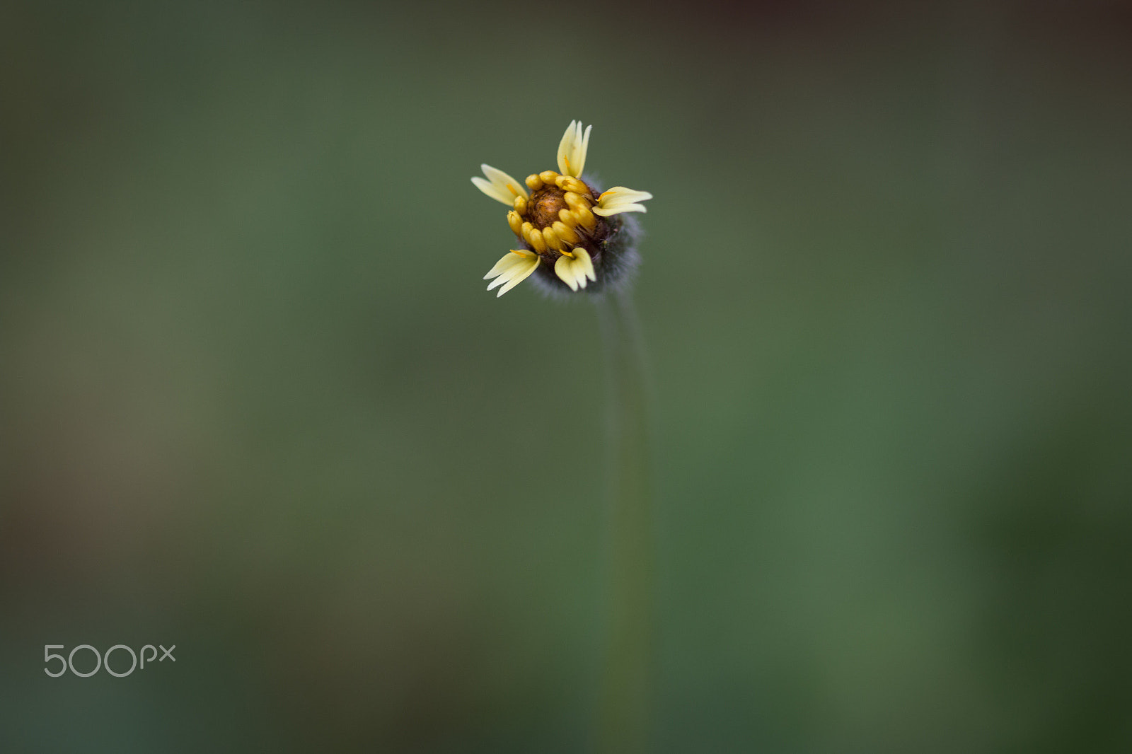 Canon EOS 70D sample photo. Tiny flower photography
