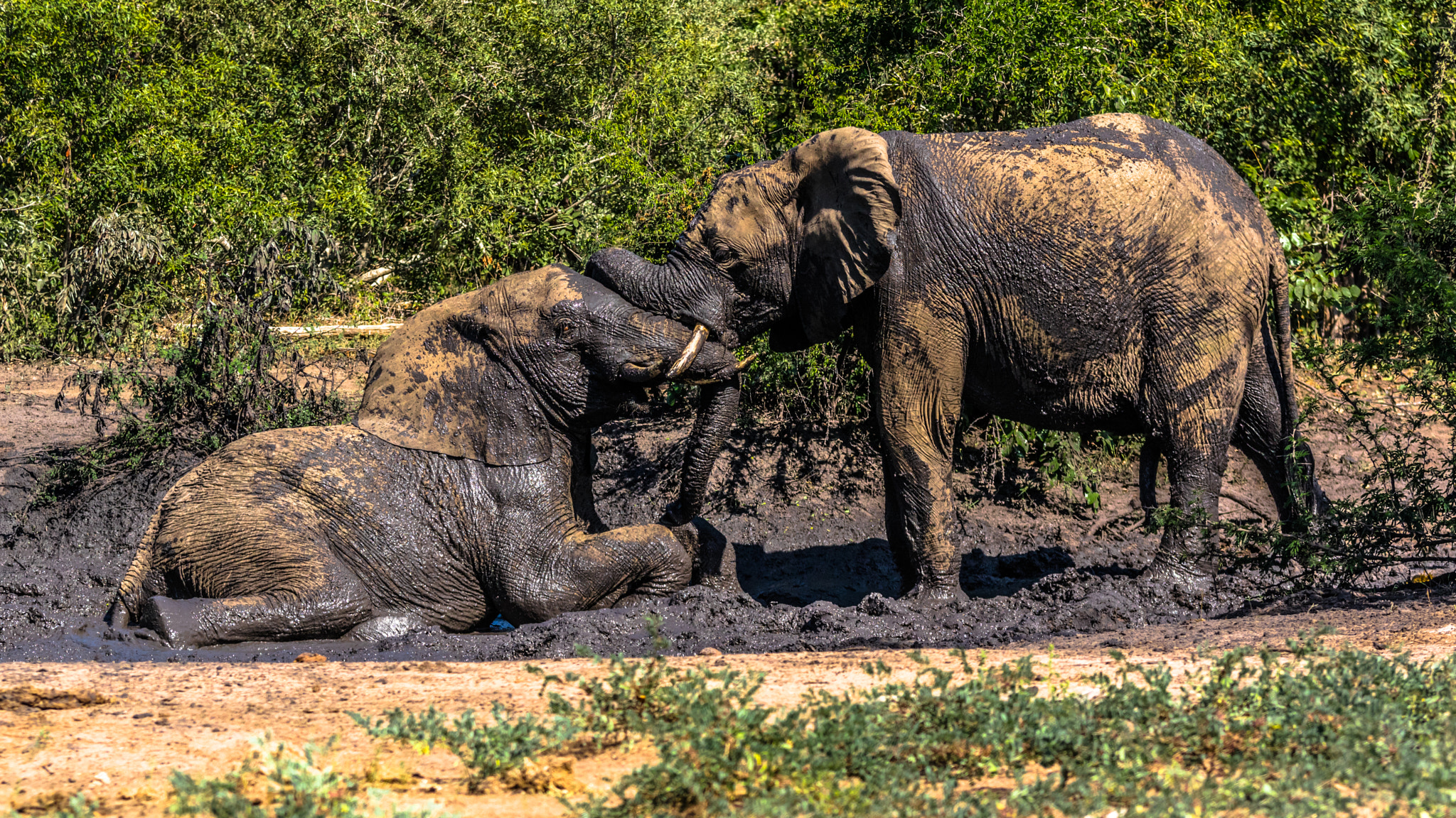 Pentax K-3 sample photo. Elephants' mud play photography