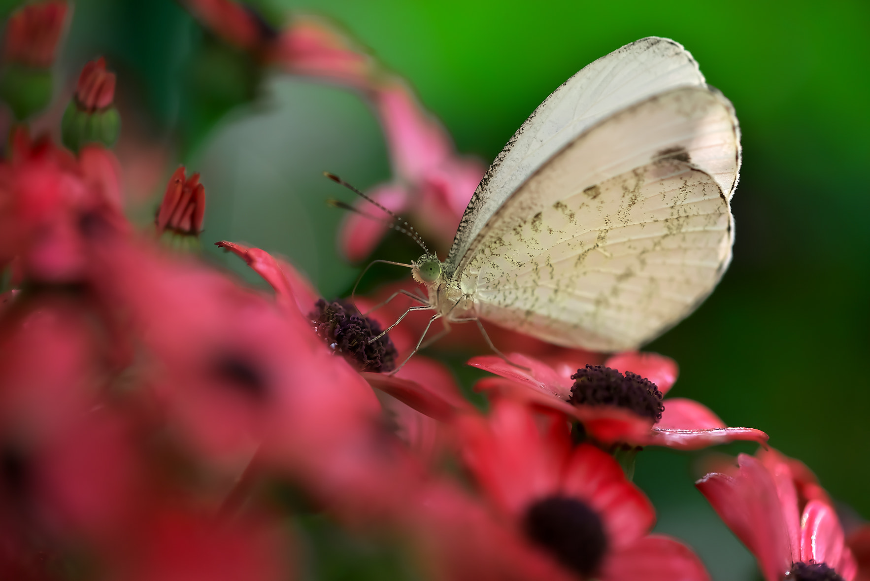 Sony a7R sample photo. Butterfly photography