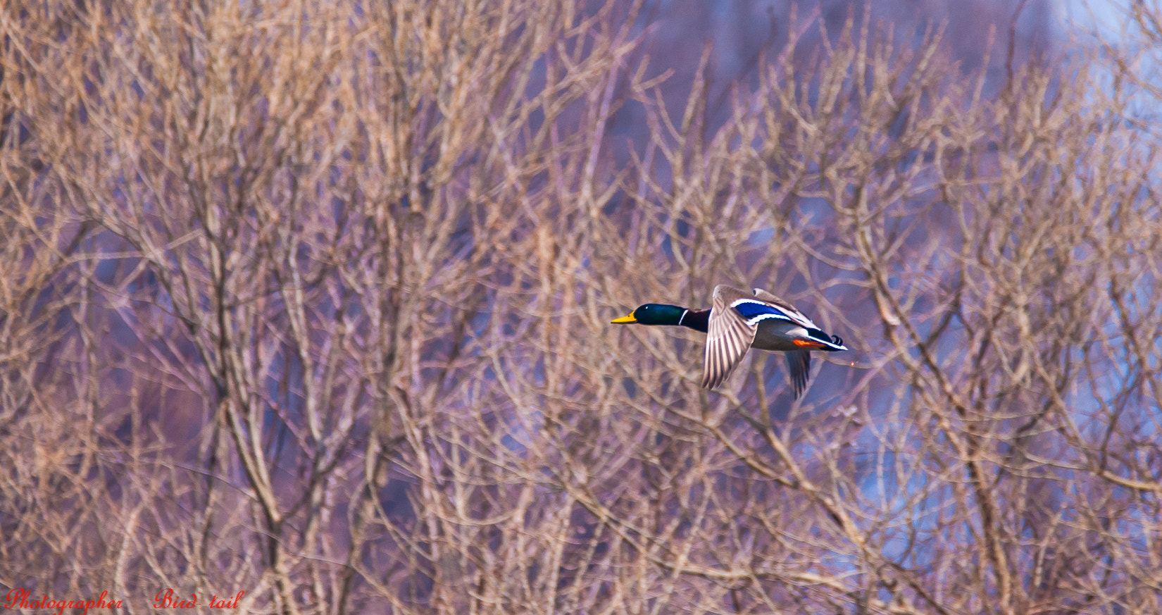 Sigma 150-600mm F5-6.3 DG OS HSM | C sample photo. Mallard(male) in korea photography