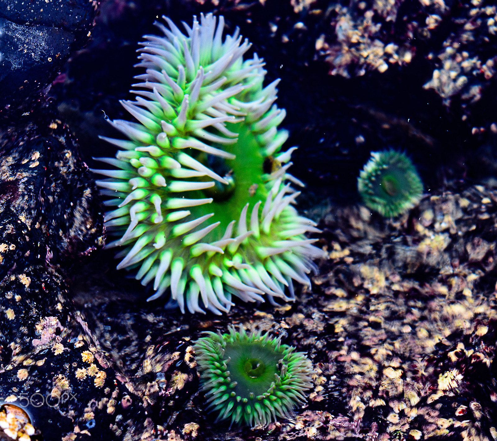 Nikon D7200 sample photo. Sea anemones in an oregon tidepool photography