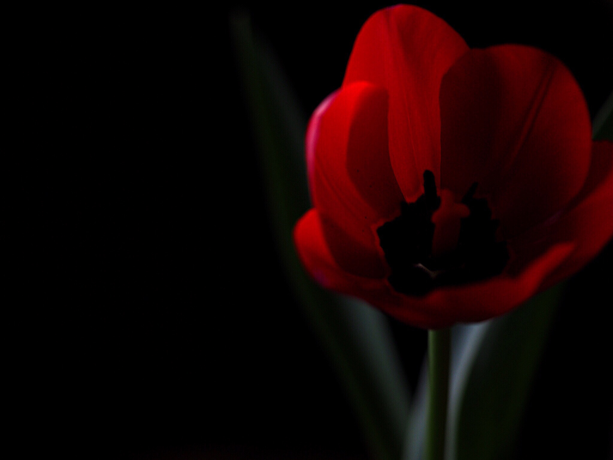 Olympus OM-D E-M5 II sample photo. Tulip photography