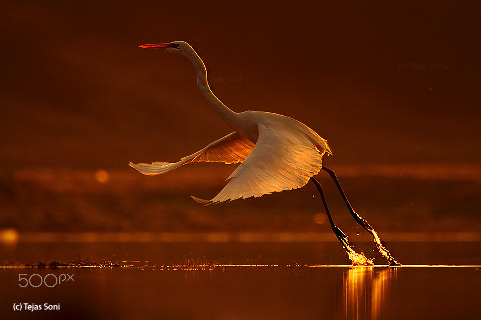 Canon EF 100-400mm F4.5-5.6L IS USM sample photo. Great egret photography