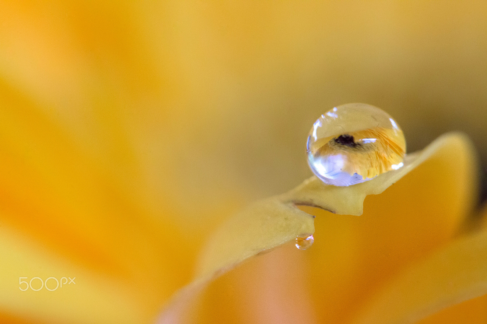 Canon EOS 70D + Canon EF 100mm F2.8 Macro USM sample photo. Droplet reflection photography