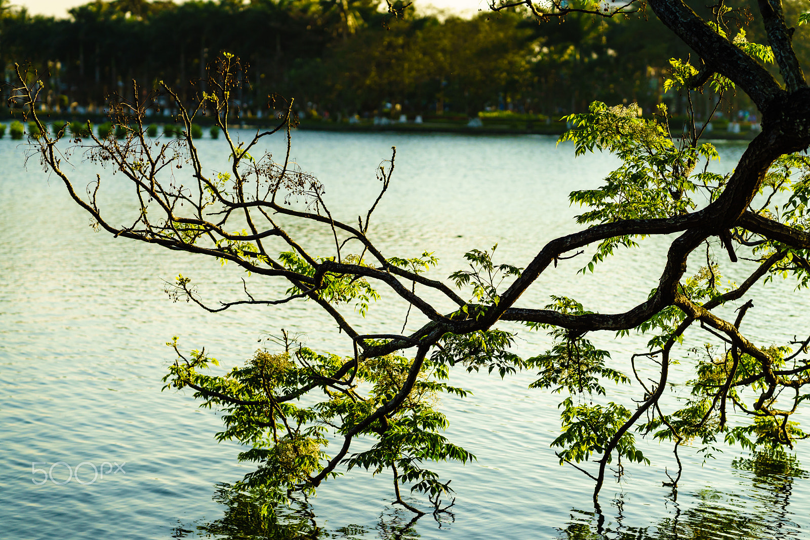 Sony FE 85mm F1.4 GM sample photo. Thuongnv photography