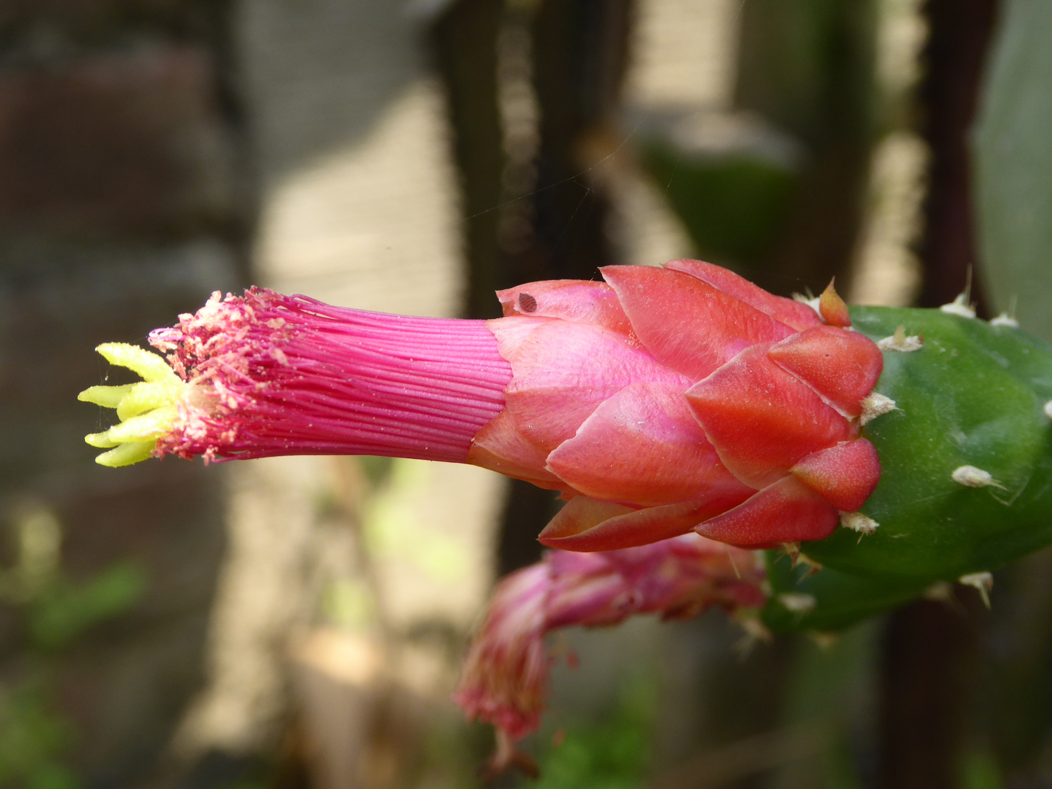 Panasonic Lumix DMC-ZS40 (Lumix DMC-TZ60) sample photo. Cactus flower photography