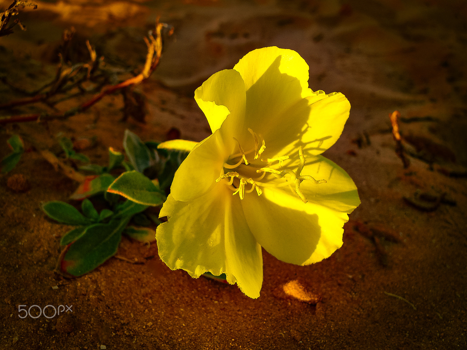 Sony DSC-N1 sample photo. Spring flowers blooming in poleg stream near the mediterranean s photography