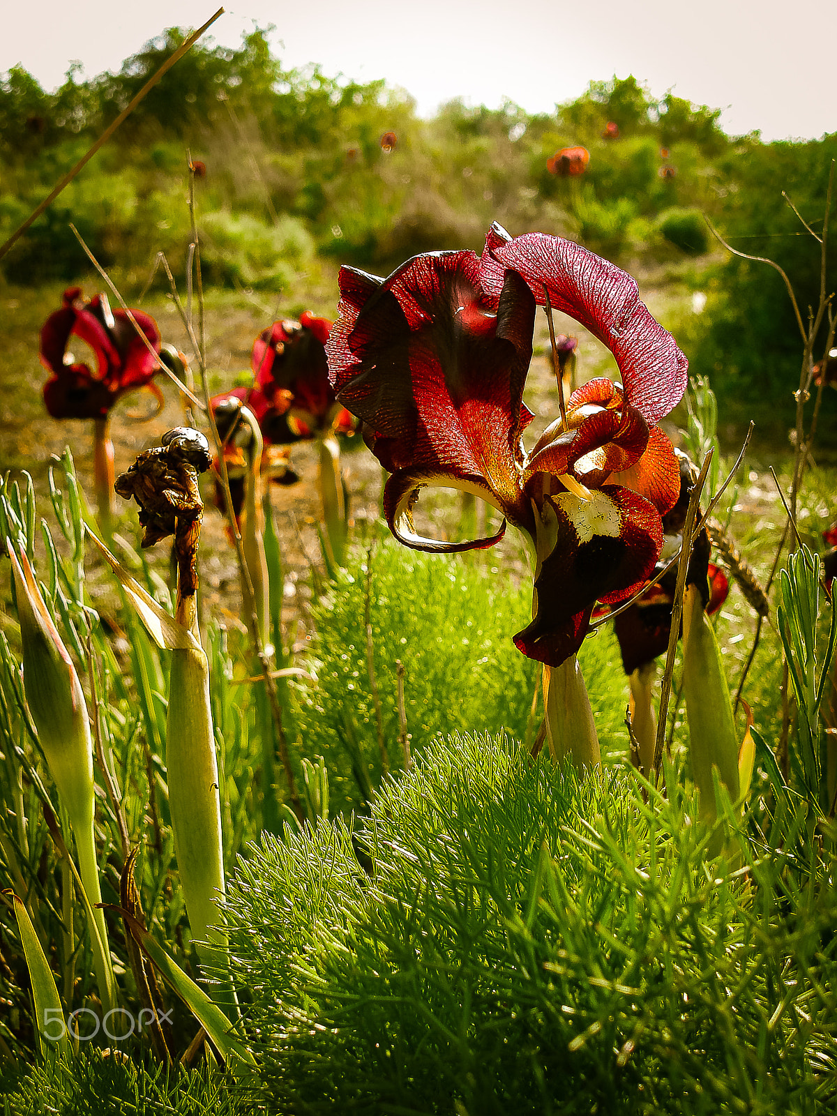 Sony DSC-N1 sample photo. Spring flowers blooming in poleg stream near the mediterranean s photography