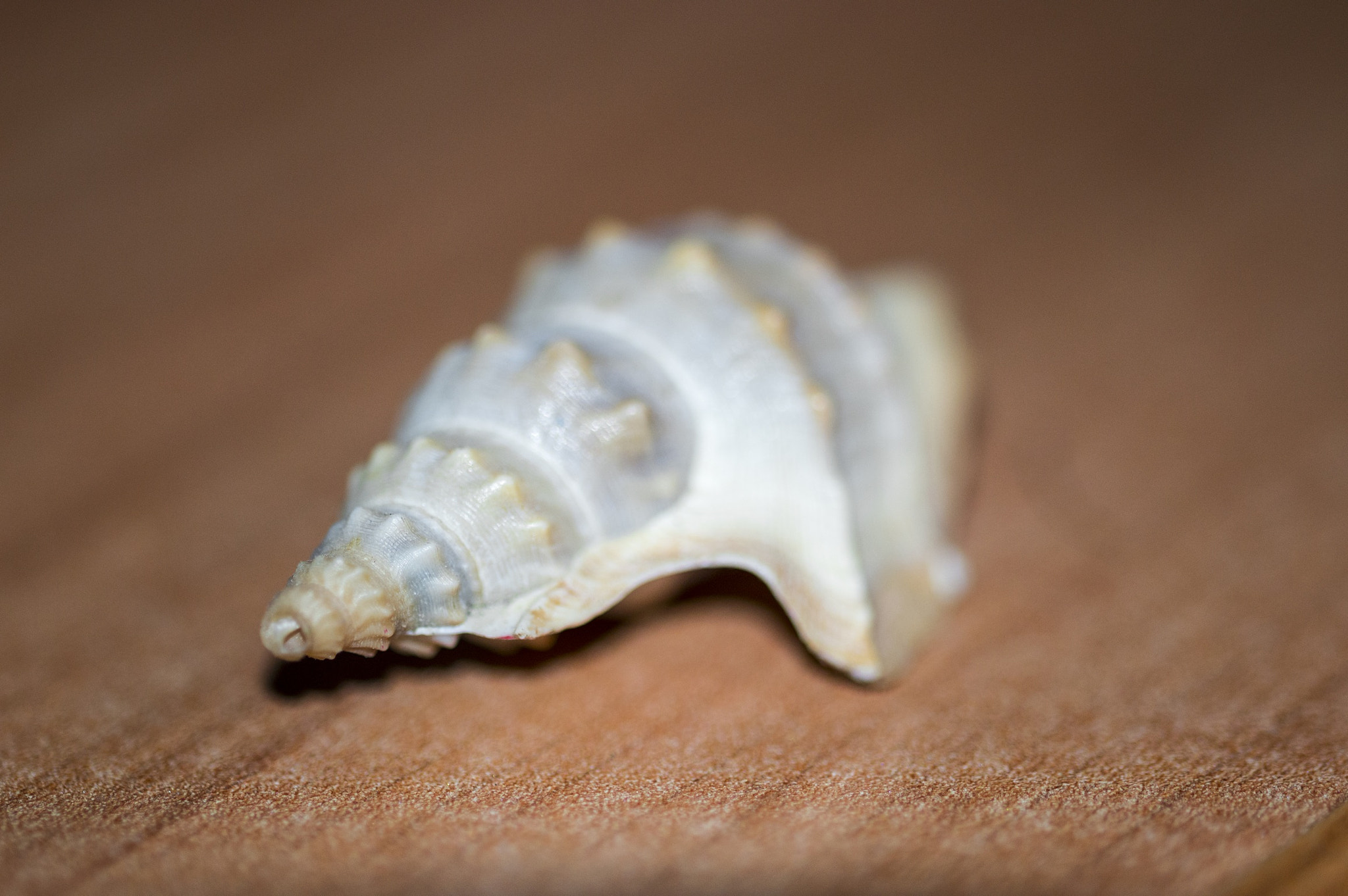 Sigma 105mm F2.8 EX DG OS HSM sample photo. Seashell. photography