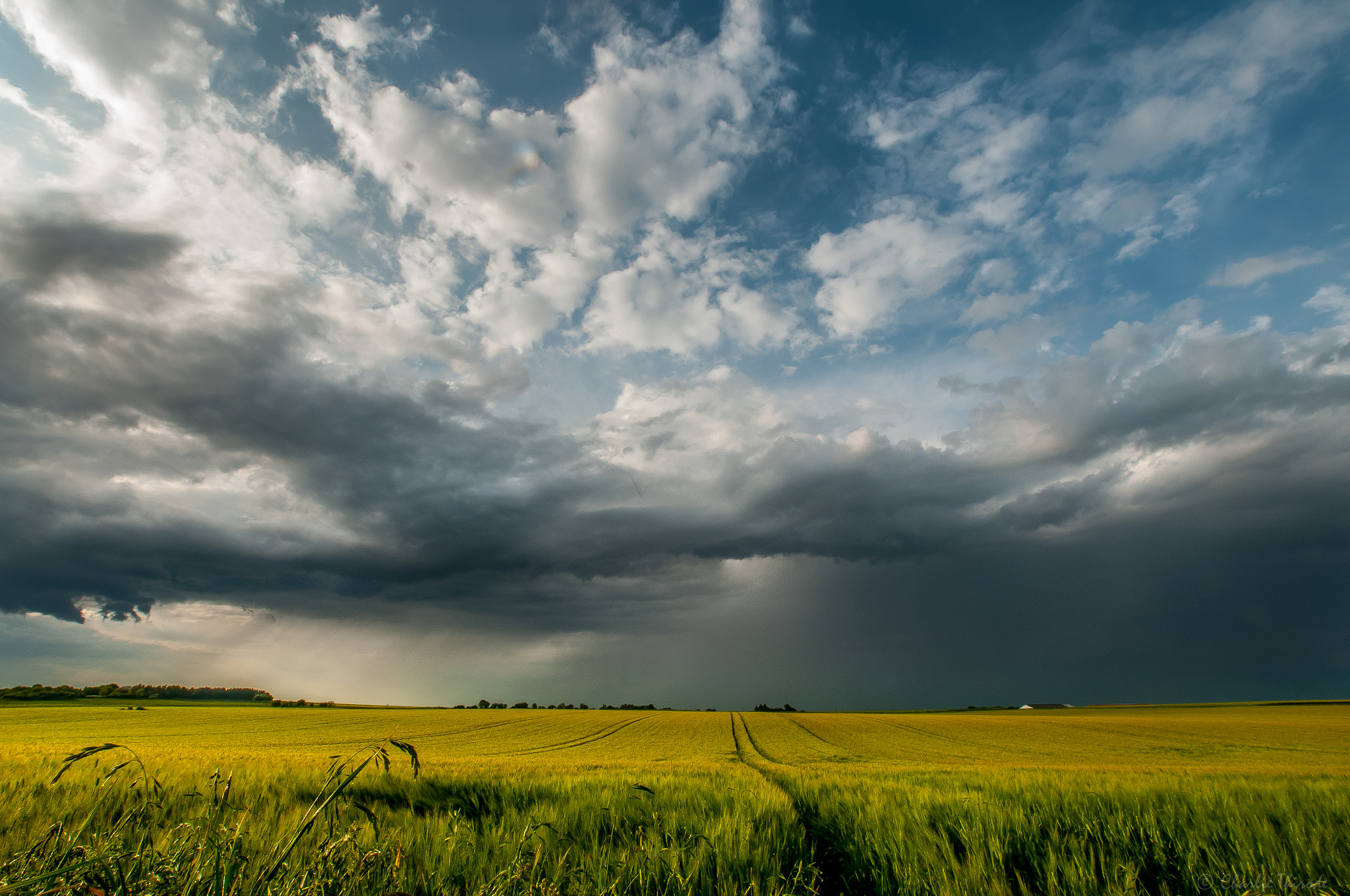 Samyang 14mm F2.8 ED AS IF UMC sample photo. Fields of gold photography