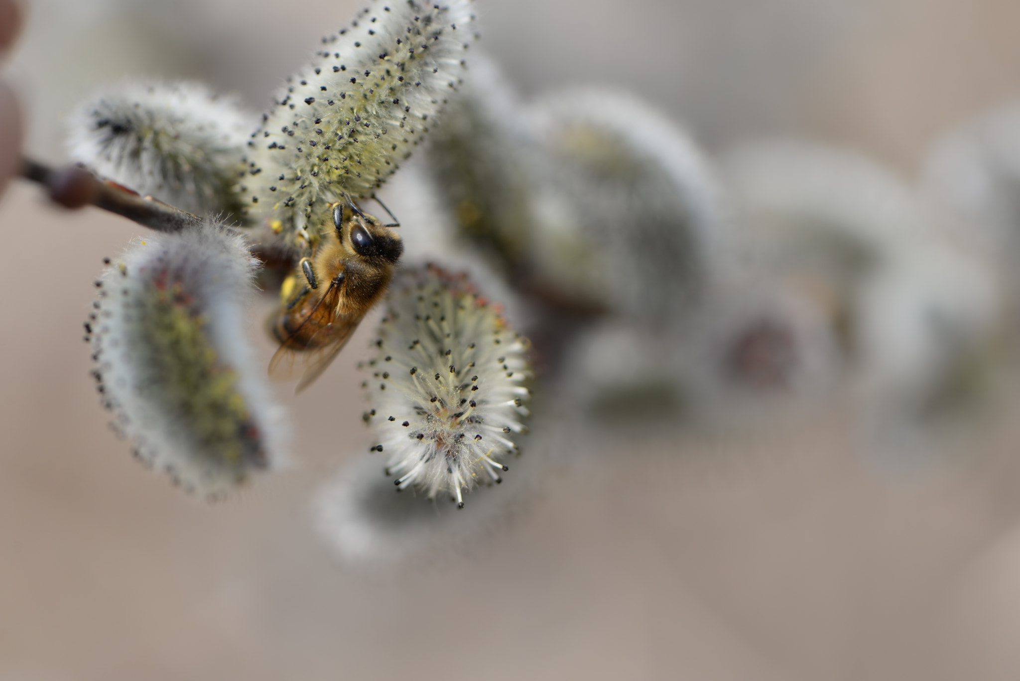 Nikon AF-S Micro-Nikkor 105mm F2.8G IF-ED VR sample photo