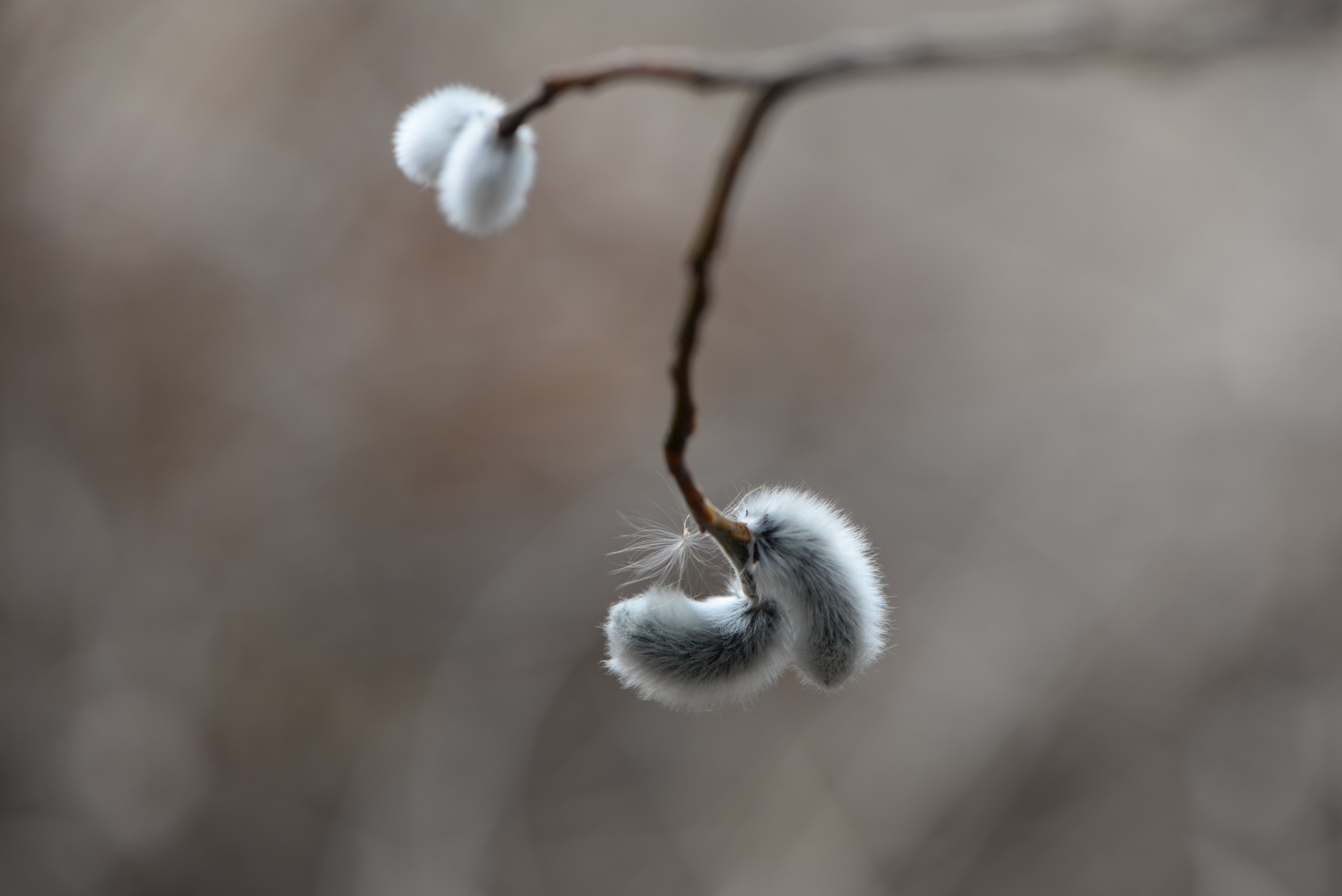 Nikon AF-S Micro-Nikkor 105mm F2.8G IF-ED VR sample photo