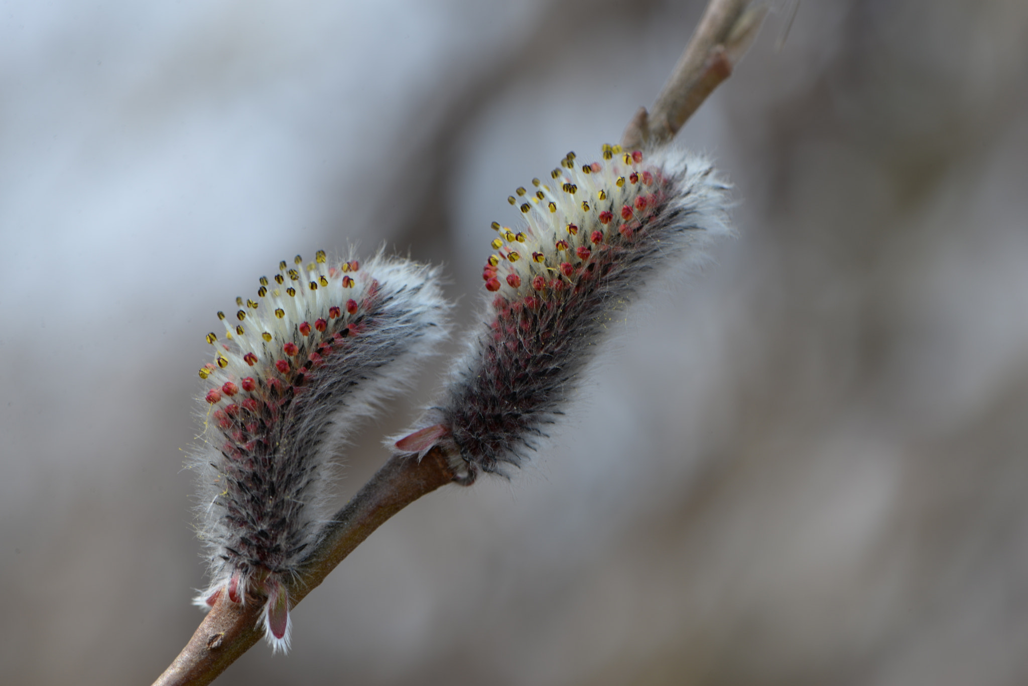 Nikon AF-S Micro-Nikkor 105mm F2.8G IF-ED VR sample photo