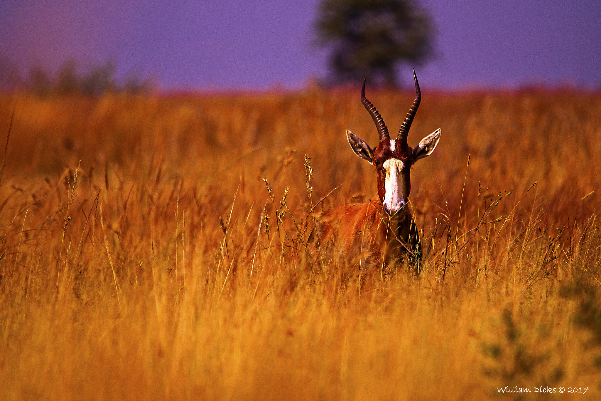 Sony SLT-A37 + Sigma 150-500mm F5-6.3 DG OS HSM sample photo. Peeking buck photography