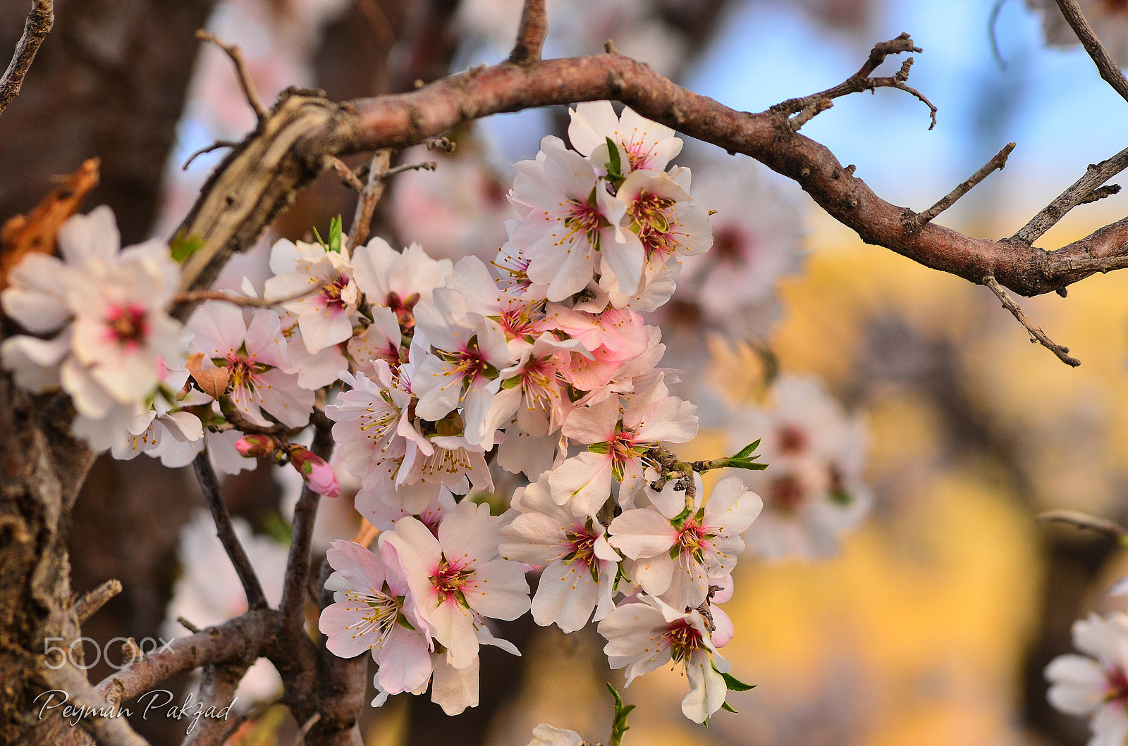 AF Zoom-Nikkor 28-105mm f/3.5-4.5D IF sample photo. Blossom photography