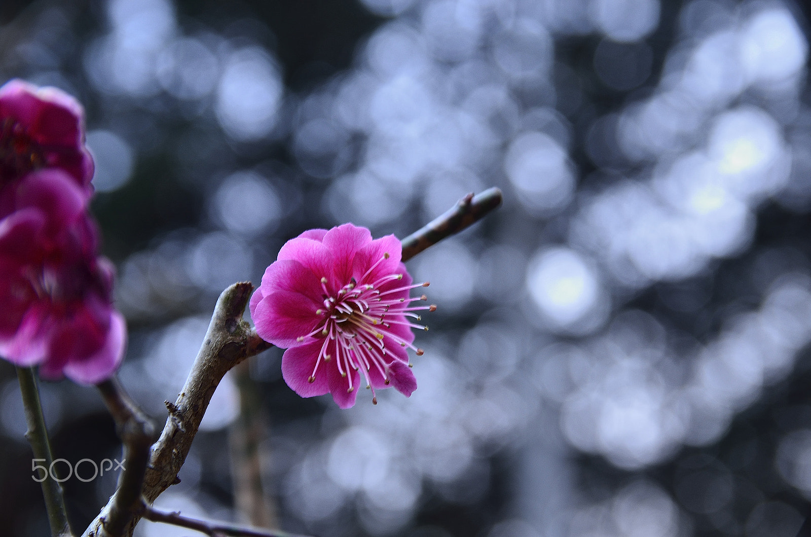 Nikon D7000 sample photo. Plum blossom photography