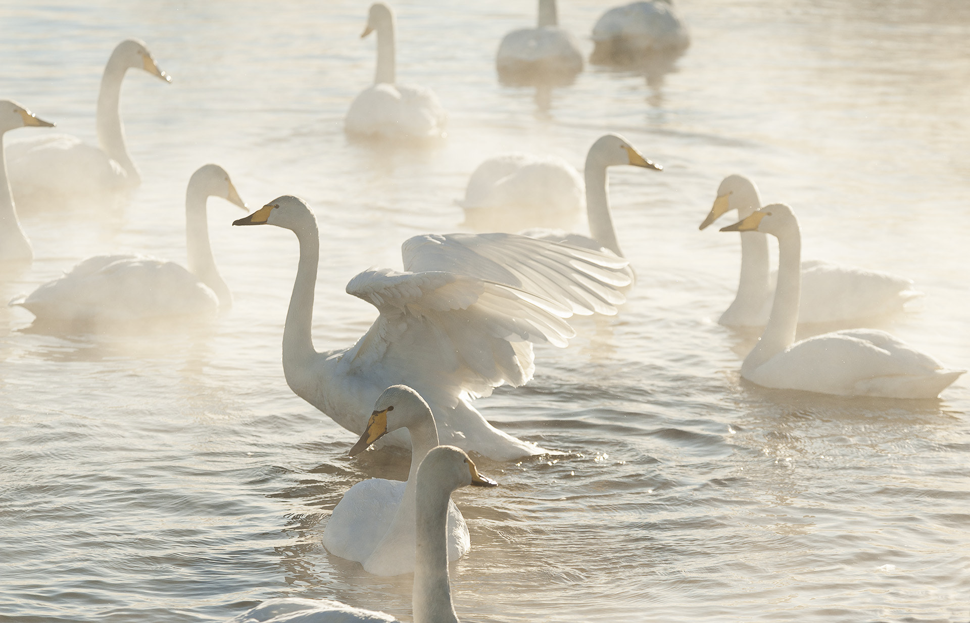 Nikon D700 sample photo. Light, mist and swans photography