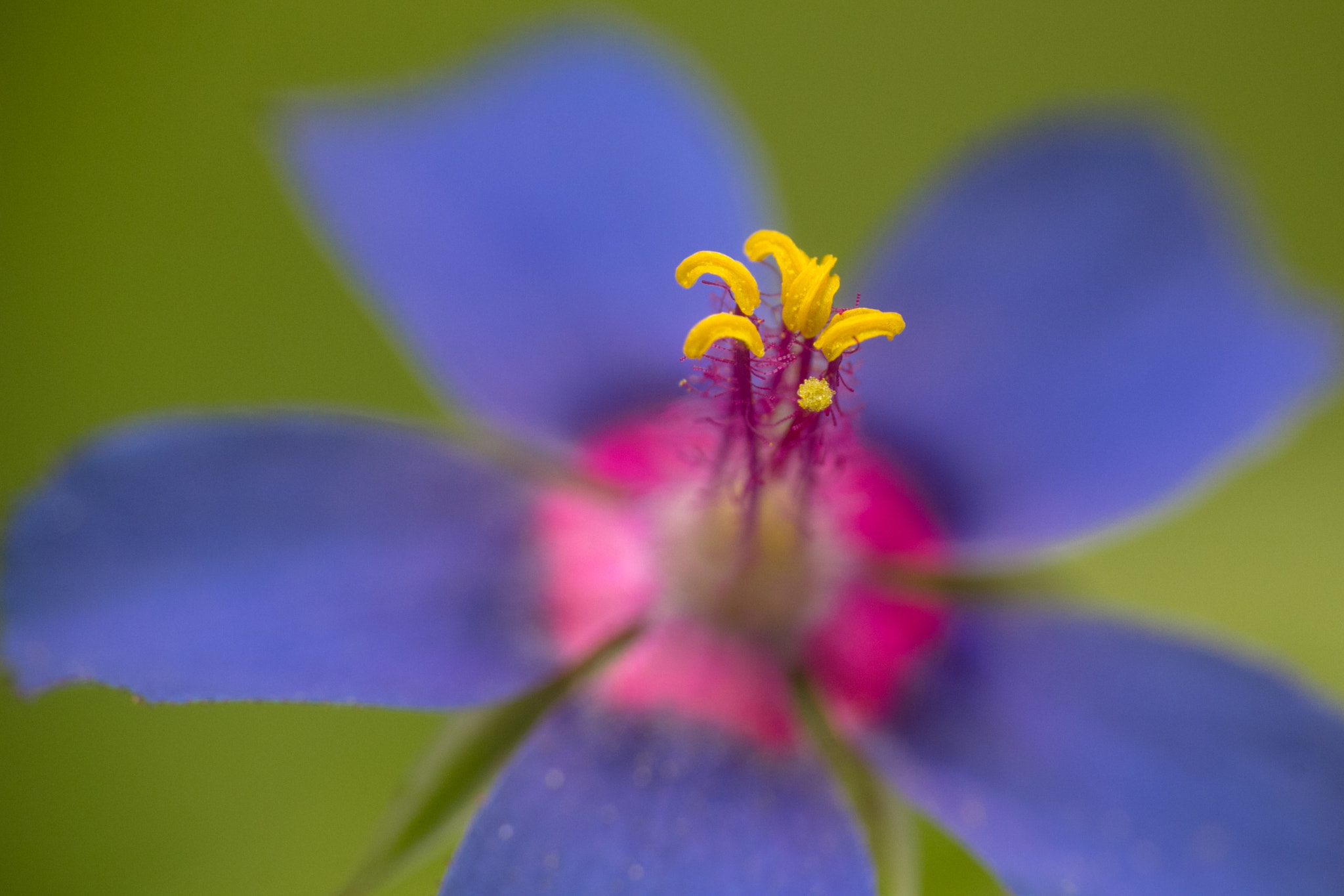 Tamron SP AF 180mm F3.5 Di LD (IF) Macro sample photo. Scarlet pimpernel photography