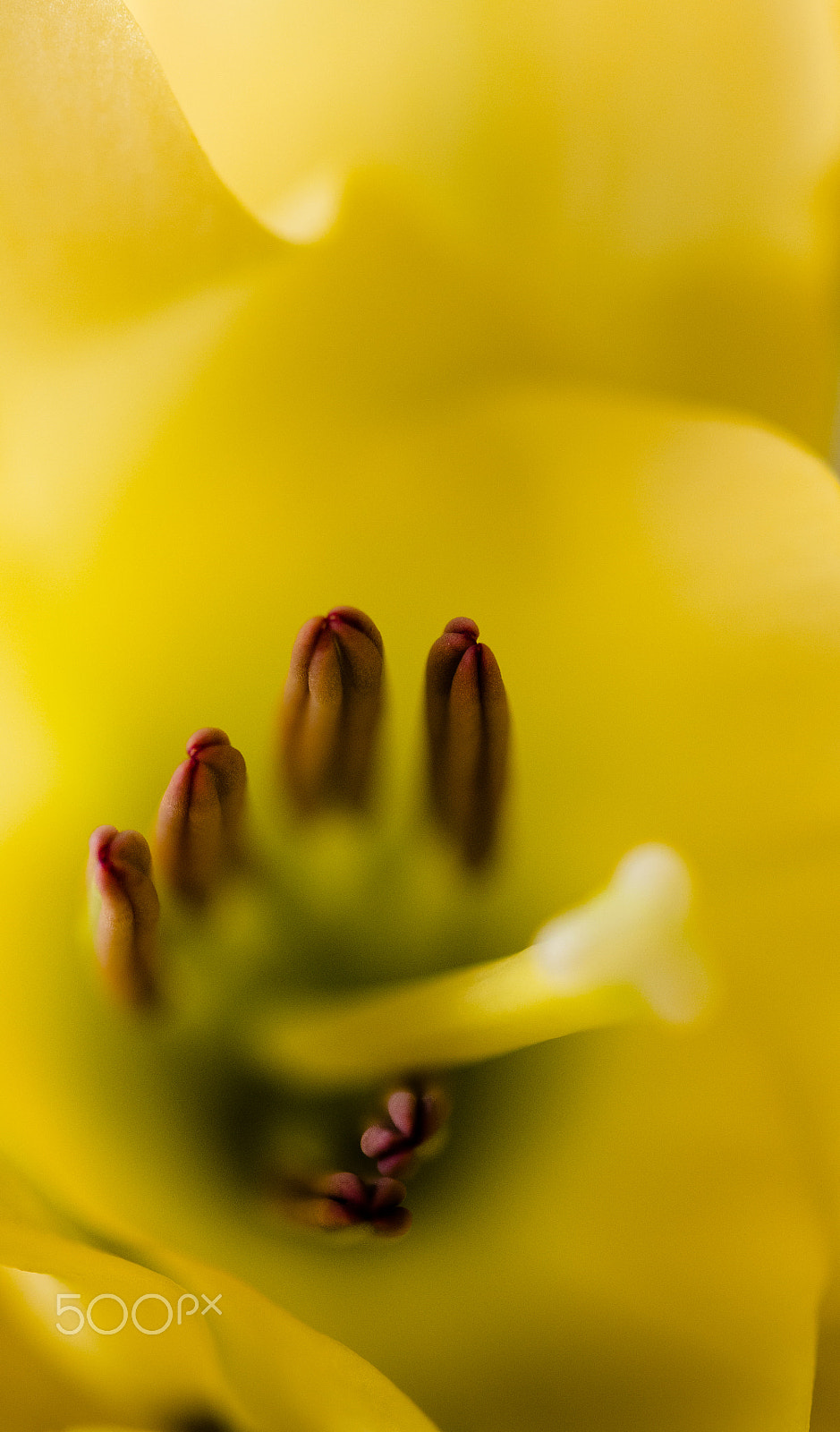 Canon EF 100mm F2.8 Macro USM sample photo. Flower up close photography