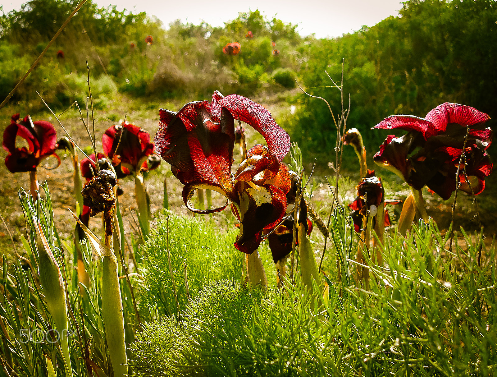 Sony DSC-N1 sample photo. Spring flowers blooming in poleg stream near the mediterranean s photography