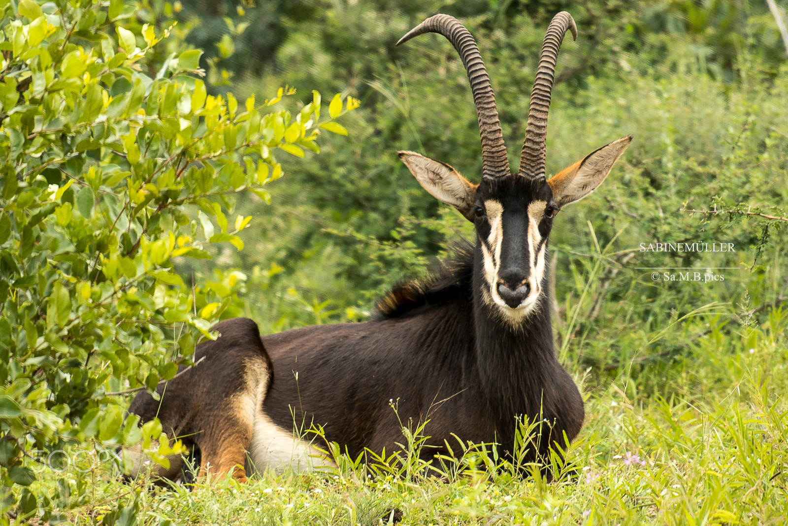 Nikon AF-S Nikkor 70-200mm F2.8G ED VR II sample photo. Sable antelope photography