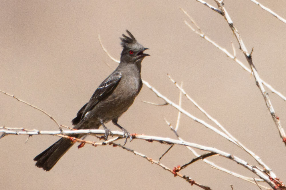 Canon EOS 7D + Canon EF 500mm F4L IS USM sample photo. Phainopepla photography