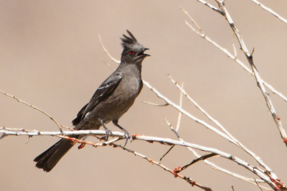 Canon EF 500mm F4L IS USM sample photo. Phainopepla photography