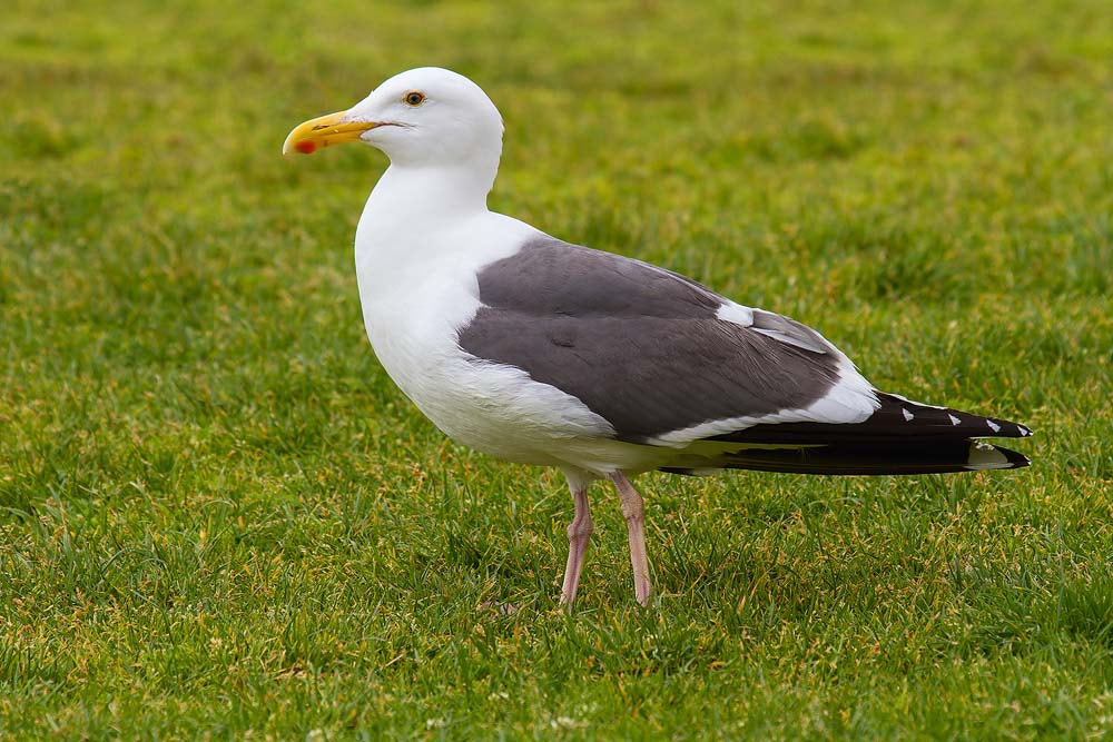 Canon EF 100-400mm F4.5-5.6L IS USM sample photo. Western gull photography