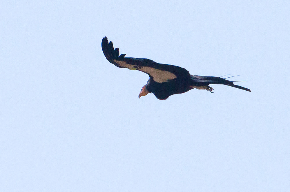 Canon EF 500mm F4L IS USM sample photo. Californian condor photography